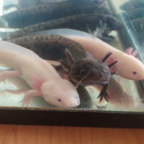 Axolotl mâles et femelles