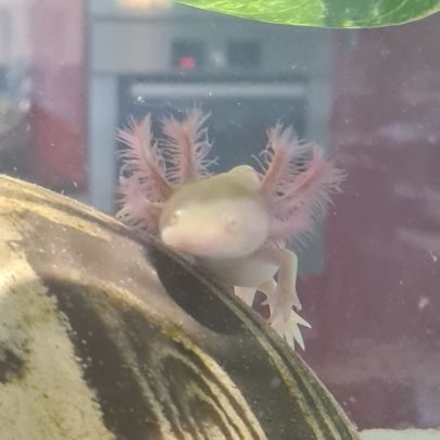 A réserver femelle axolotl gold #0