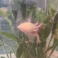 A réserver femelle axolotl gold #2