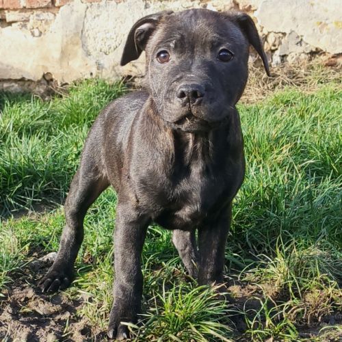 Chiots staffordshire bull terrier #2