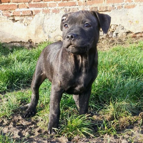 Chiots staffordshire bull terrier #3