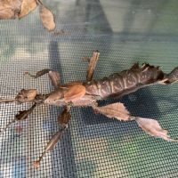 Oeufs de phasmes scorpions #5