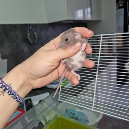 Bébés rats #0
