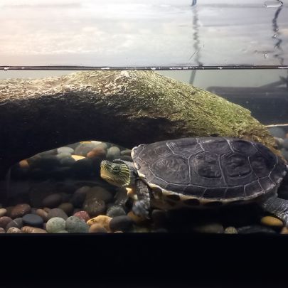 2 tortues ocadie de chine + aquarium