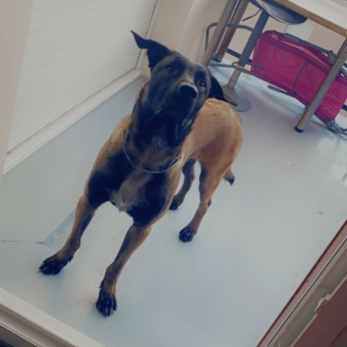 Malinois a donner male