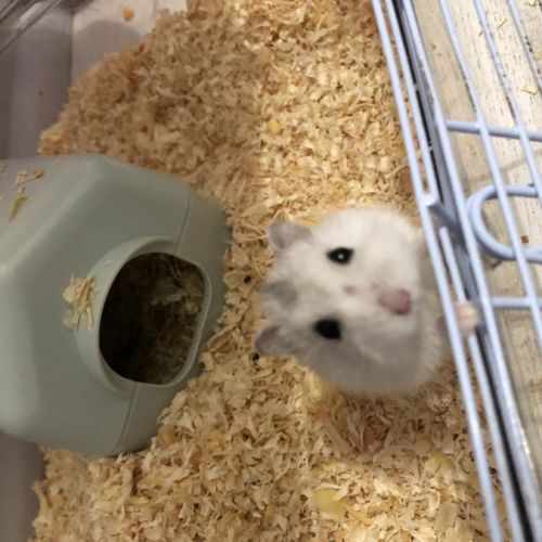 Hamster russe blanc femelle #0
