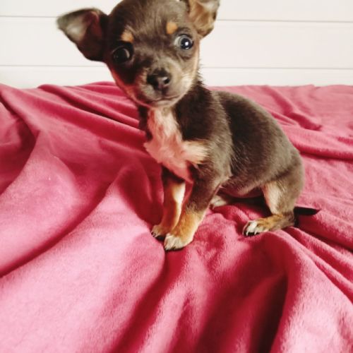 Femelle chihuahua disponible