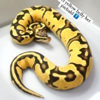 Python regius yellow belly pastel het piebald #0