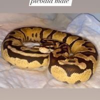 Python regius yellow belly pastel het piebald #2