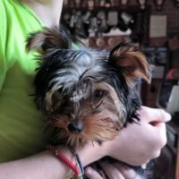 Male yorkshire terrier #4