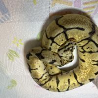 Python regius bumblebee yellow belly het piebald #0