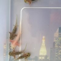 Axolotls leucistique et sauvage