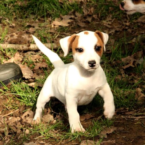 Magnifiques chiots jack russell terrier #1
