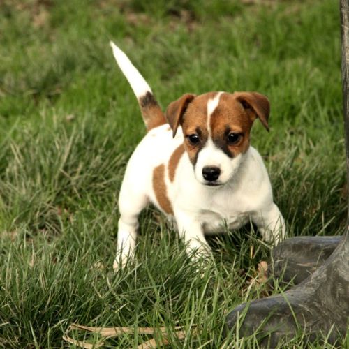 Magnifiques chiots jack russell terrier #4