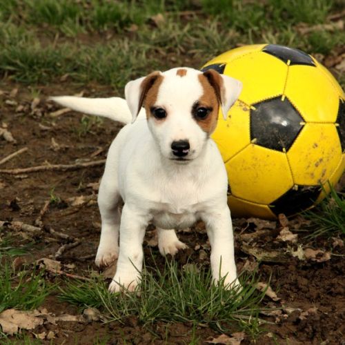 Magnifiques chiots jack russell terrier #5