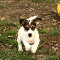 Magnifiques chiots jack russell terrier #7