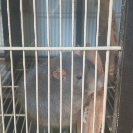 Vend deux rats avec la cage #0