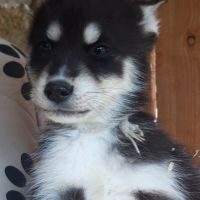 Chiots husky sibérien prêts à l'adoption #3