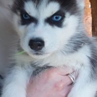 Chiots husky sibérien prêts à l'adoption #4