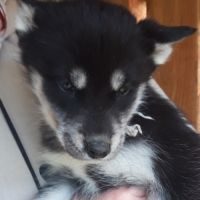 Chiots husky sibérien prêts à l'adoption #6