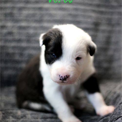 5 chiots type border collie #1
