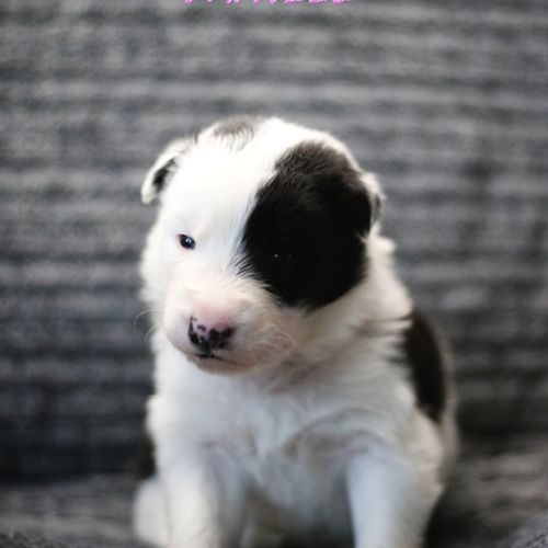 5 chiots type border collie #5