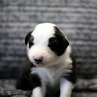 5 chiots type border collie #4
