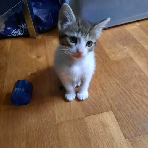 Chat femelle de 9 mois à adopter #1