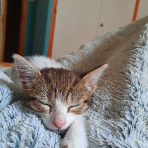 Chat femelle de 9 mois à adopter #2