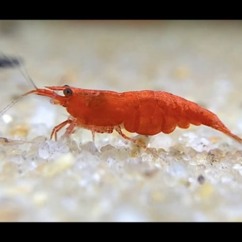 Crevettes red fire
