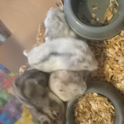 Bébés hamsters russes