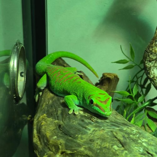 Vend gecko mâle phelsuma grandis