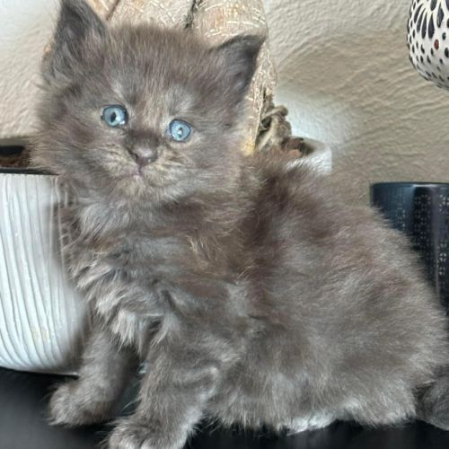 Adorables chatons maine coon loof #3