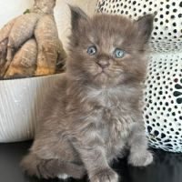 Adorables chatons maine coon loof #2