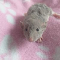 Très jolies femelles ratons dumbo sociabilisées