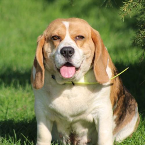 A donner femelle beagle lof #5