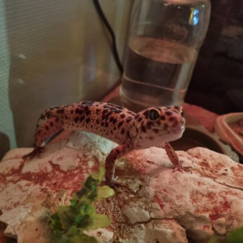 Vend gecko mâle de 5 ans, avec son vivarium