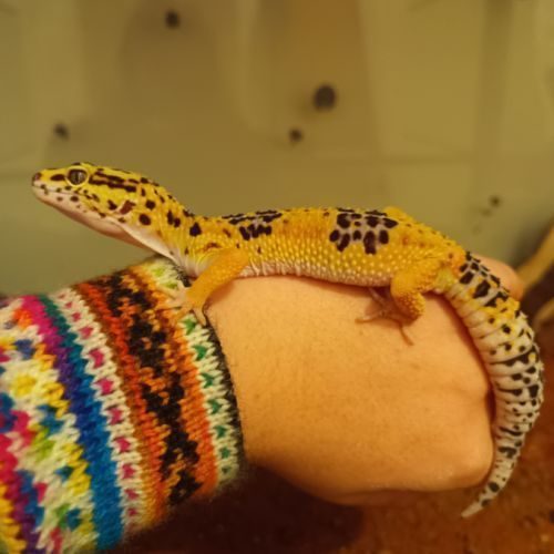 Mâle gecko léopard #0