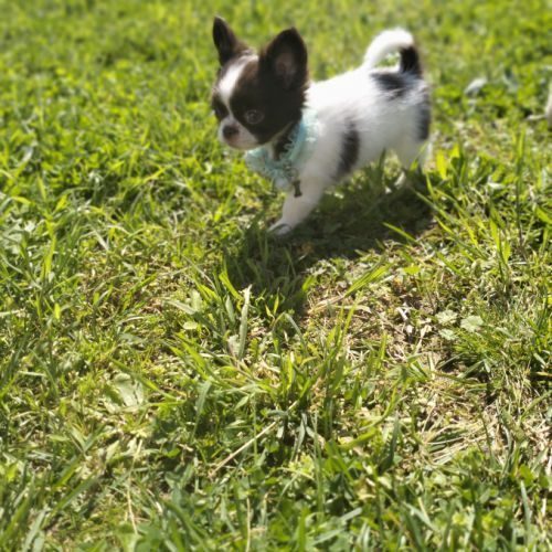 Chihuahua poil long lof #2