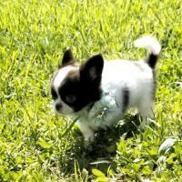Chihuahua poil long lof #1