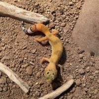 Gecko léopard juvénile #1