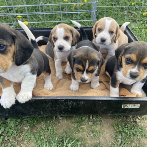 Vente de chiots beagles lof