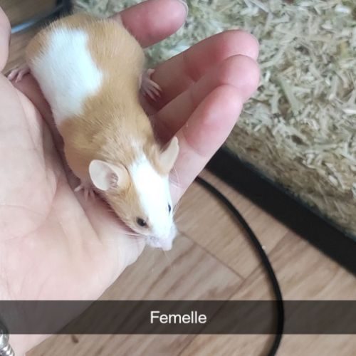 A adopter souris