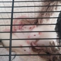 Jeunes rats domestiques #3