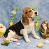 Chiot beagle pour la compagnie non lof #3