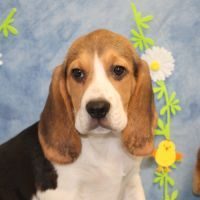 Chiot beagle pour la compagnie non lof #5