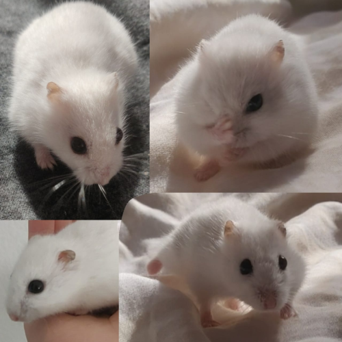 Petite hamster russe