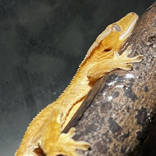 Gecko à crête ou ciliatus