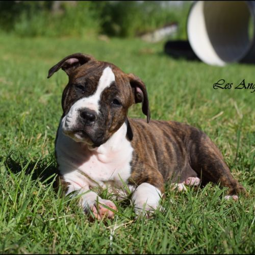 Chiots american staffordshire terrier lof #4