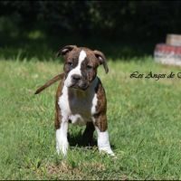 Chiots american staffordshire terrier lof #1